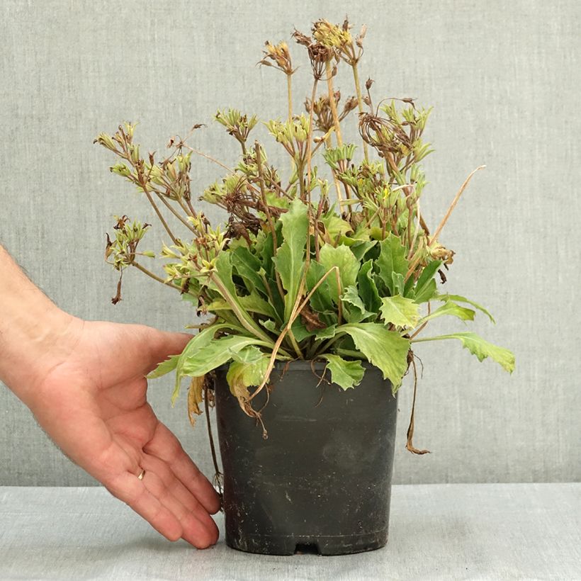 Exemplar von Primevère hybride Oak Leaf Yellow Picotee Pot de 2L/3L wie im Sommer geliefert
