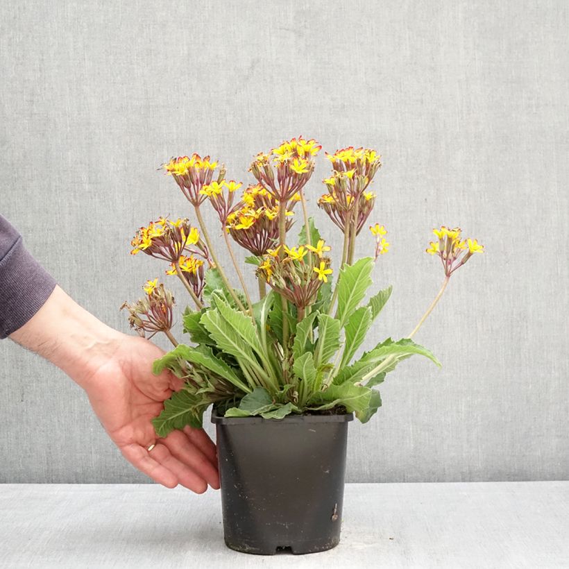 Exemplar von Primula polyantha Oak Leaf Yellow Picotee - Primel Topf mit 2L/3L wie im Frühjahr geliefert