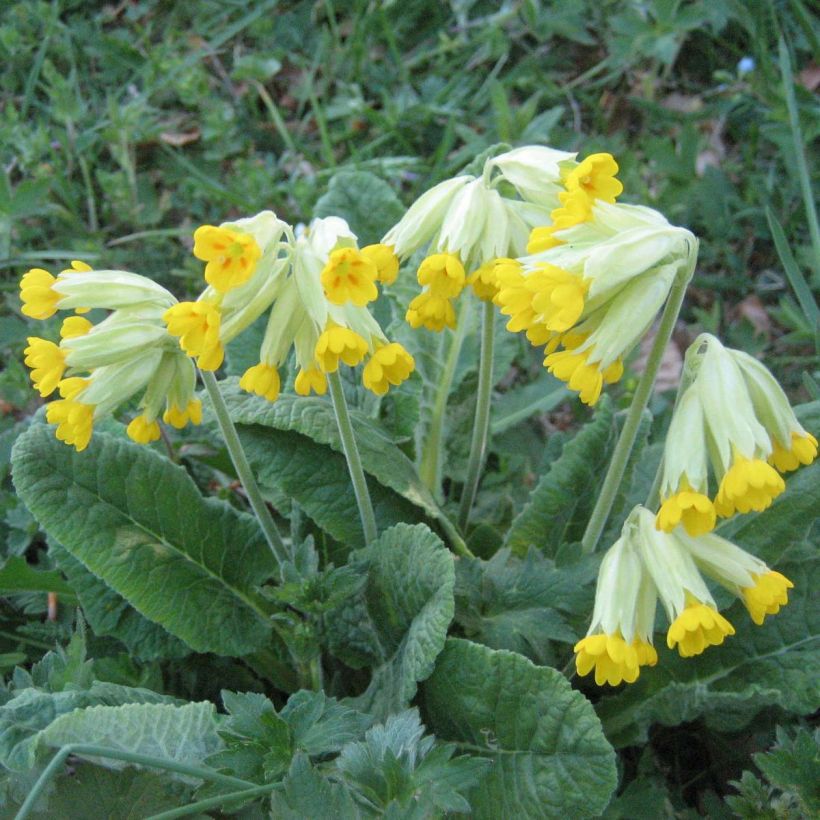 Primula veris - Primel (Flowering)