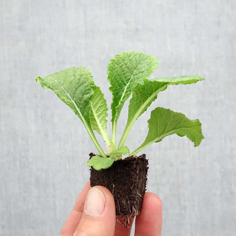 Example of Primula Provence Mix - Kissenprimel Jardi-Plug: Wurzelballen 3,8 cm x 3,2 cm in Anzuchtplatte à 15 Stück. as you get in automne