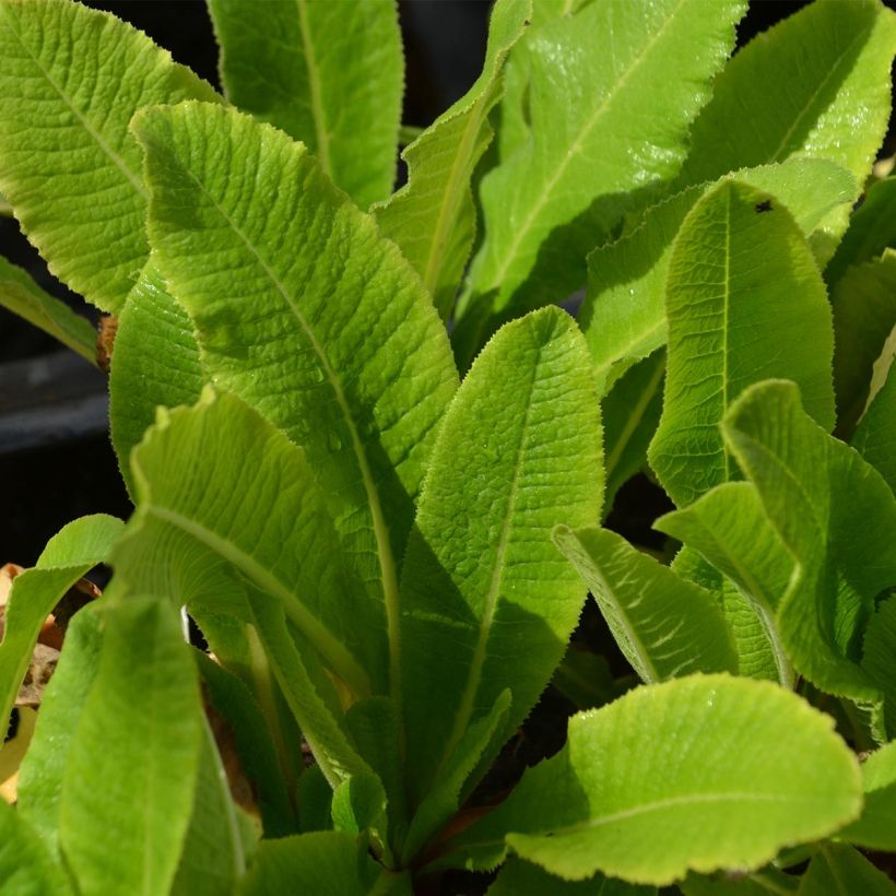 Primula denticulata Rubin - Kugelprimel (Foliage)