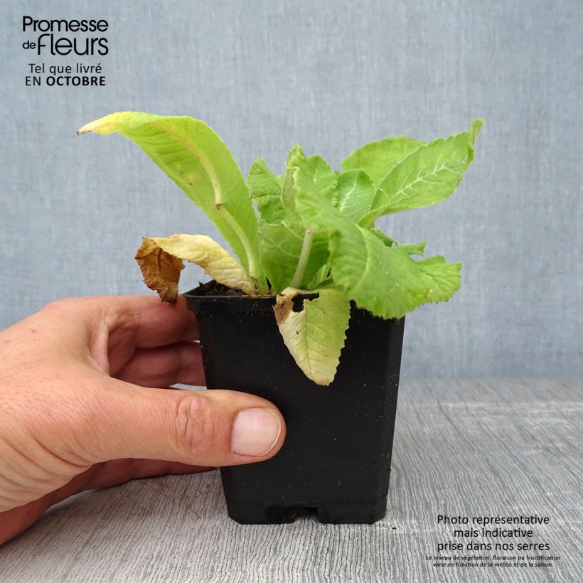 Example of Primula denticulata Rubin - Kugelprimel Kleine Töpfe von 8/9 cm as you get in automne