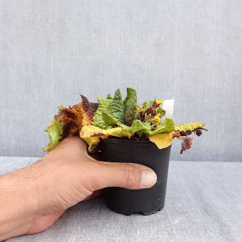 Exemplar von Hohe Schlüsselblume Veristar Yellow Gold - Primula Kleine Töpfe von 8/9 cm wie im Sommer geliefert