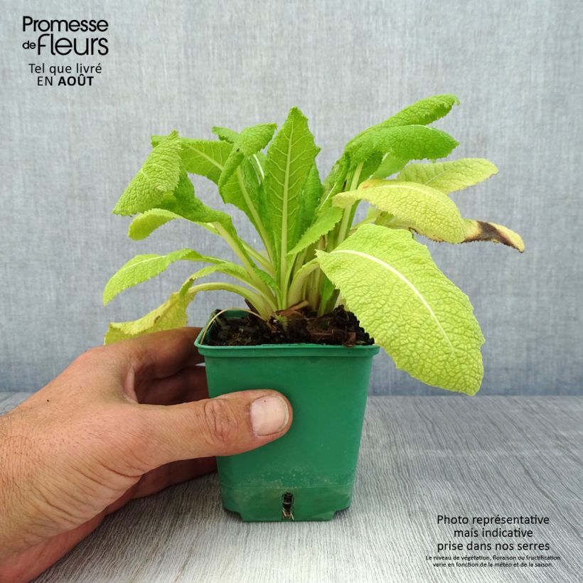 Exemplar von Primula japonica - Etagen-Primel Kleine Töpfe von 8/9 cm wie im Sommer geliefert