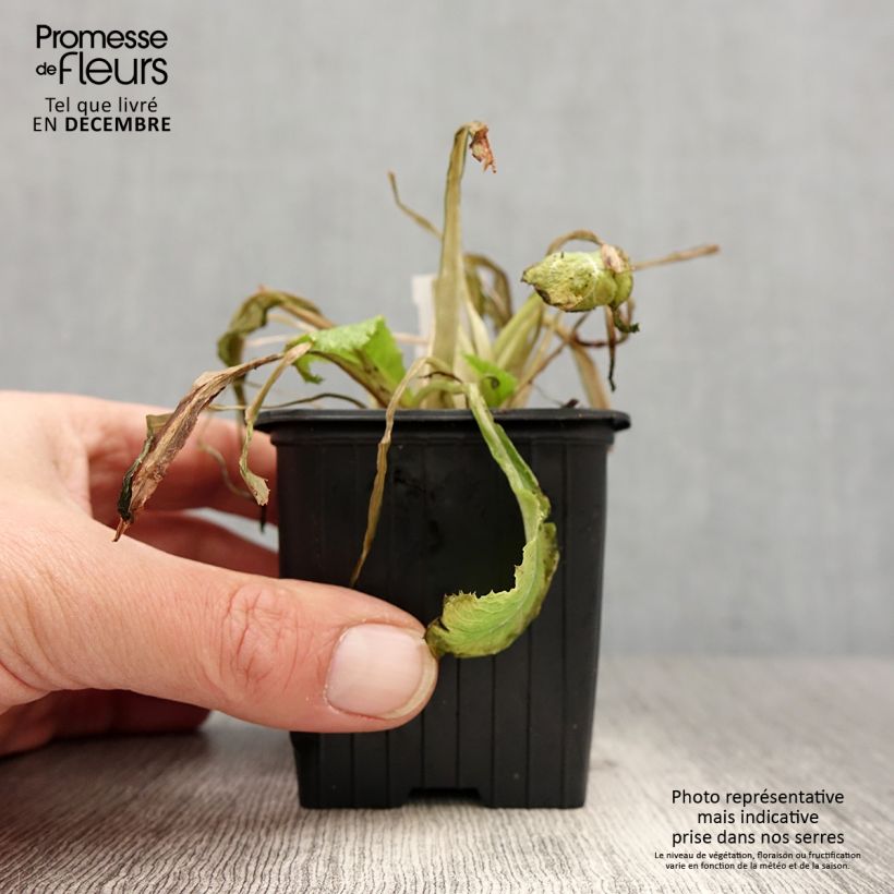 Exemplar von Primula japonica - Etagen-Primel Kleine Töpfe von 8/9 cm wie im Winter geliefert