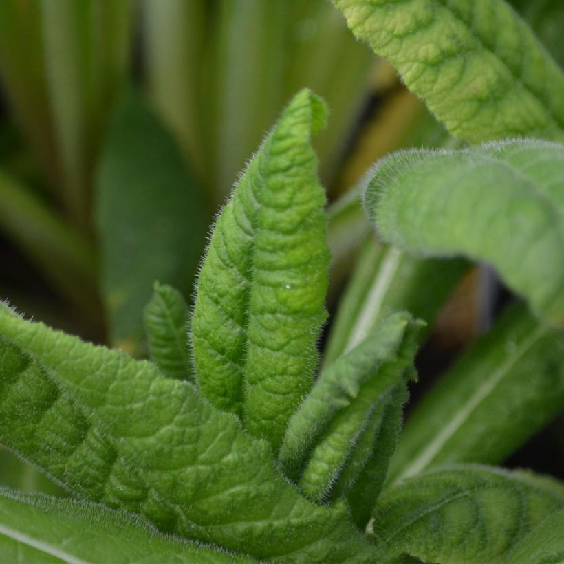 Primula vialii - Primel (Foliage)