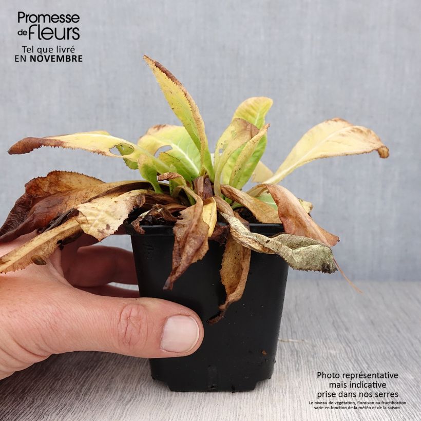 Example of Primula denticulata Prom Lilac - Kugelprimel Kleine Töpfe von 8/9 cm as you get in automne