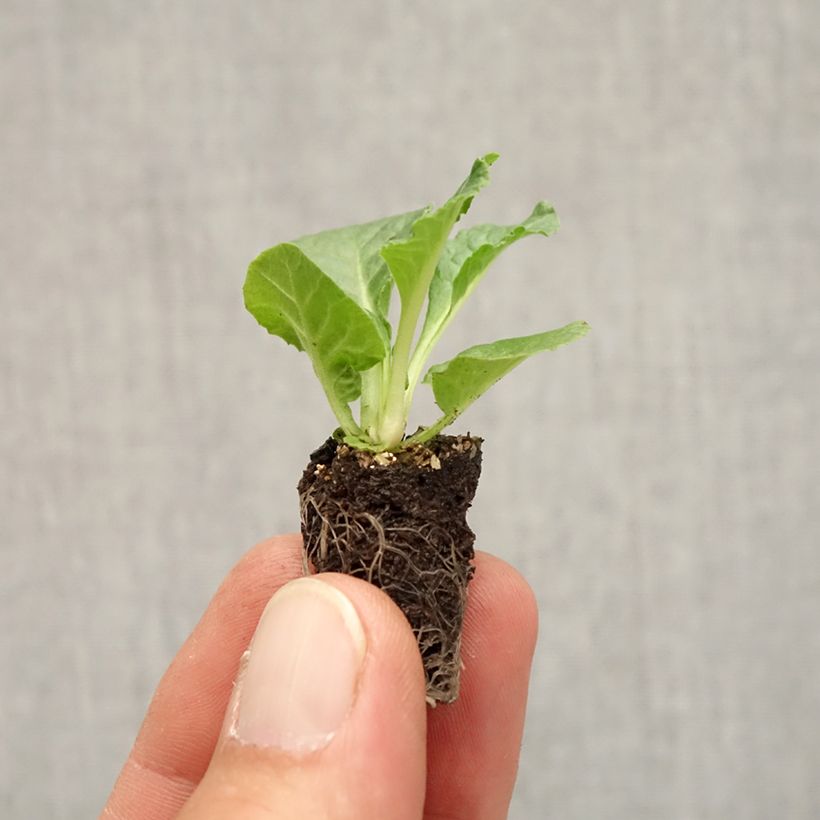 Example of Primula Rambo F1 Appleblossom - Kissenprimel Mini-Plug Ø 1,5/2,5 cm as you get in automne