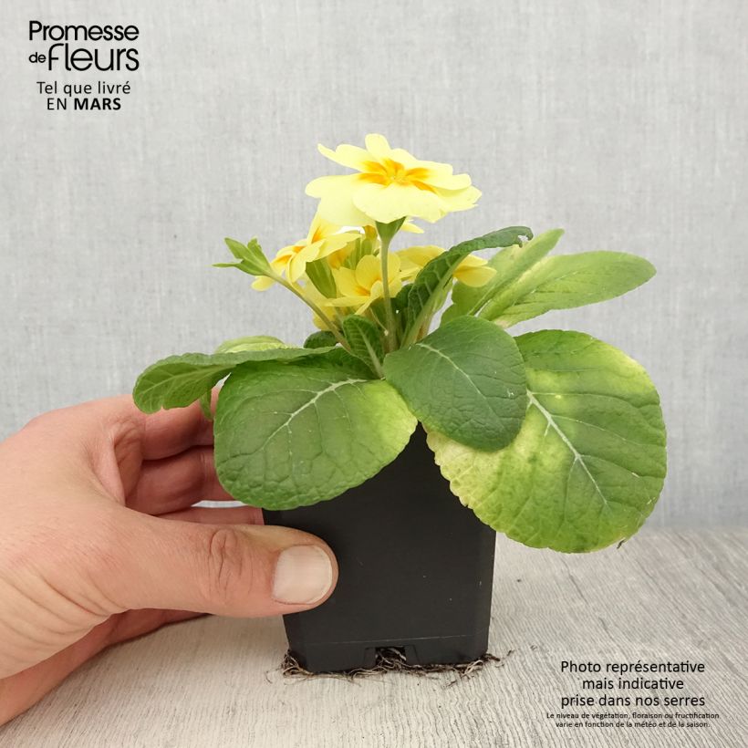 Example of Primula Rambo F1 Lemon Cream - Kissenprimel Kleine Töpfe von 8/9 cm as you get in printemps