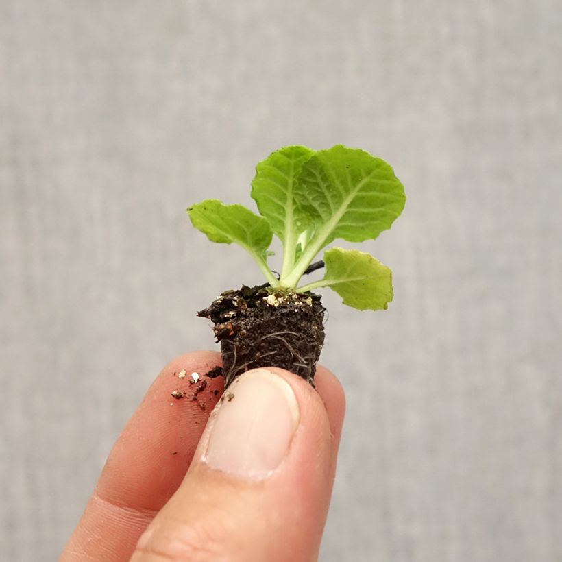 Example of Primula Rambo F1 Pink Flame - Kissenprimel Mini-Plug Ø 1,5/2,5 cm as you get in automne