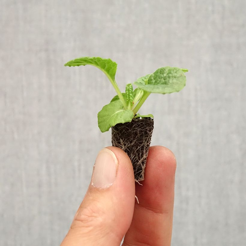 Example of Primula Rambo F1 Red Flame - Kissenprimel Mini-Plug Ø 1,5/2,5 cm as you get in automne