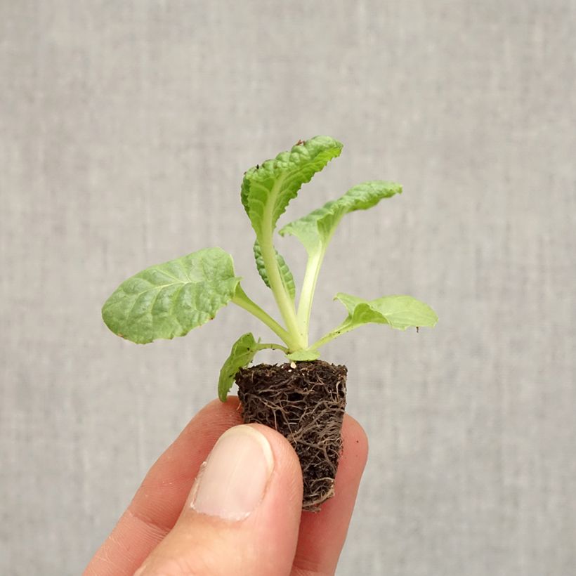 Example of Primula Rambo F1 Scarlet - Kissenprimel Mini-Plug Ø 1,5/2,5 cm as you get in automne