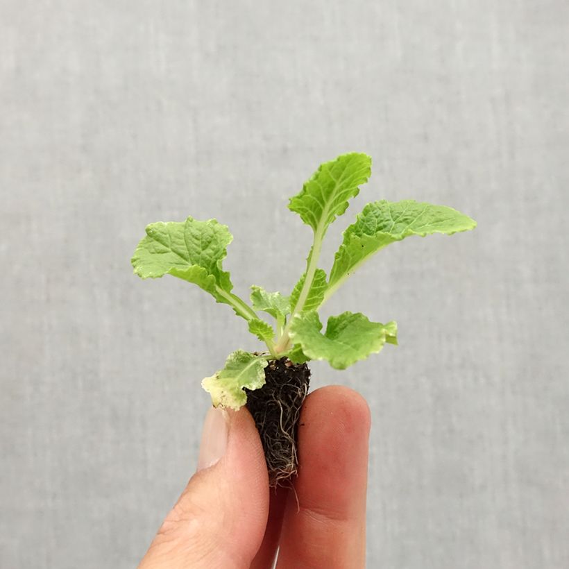 Example of Primula Rosebud F1 Crocus blue - Kissenprimel Mini-Plug Ø 1,5/2,5 cm as you get in automne