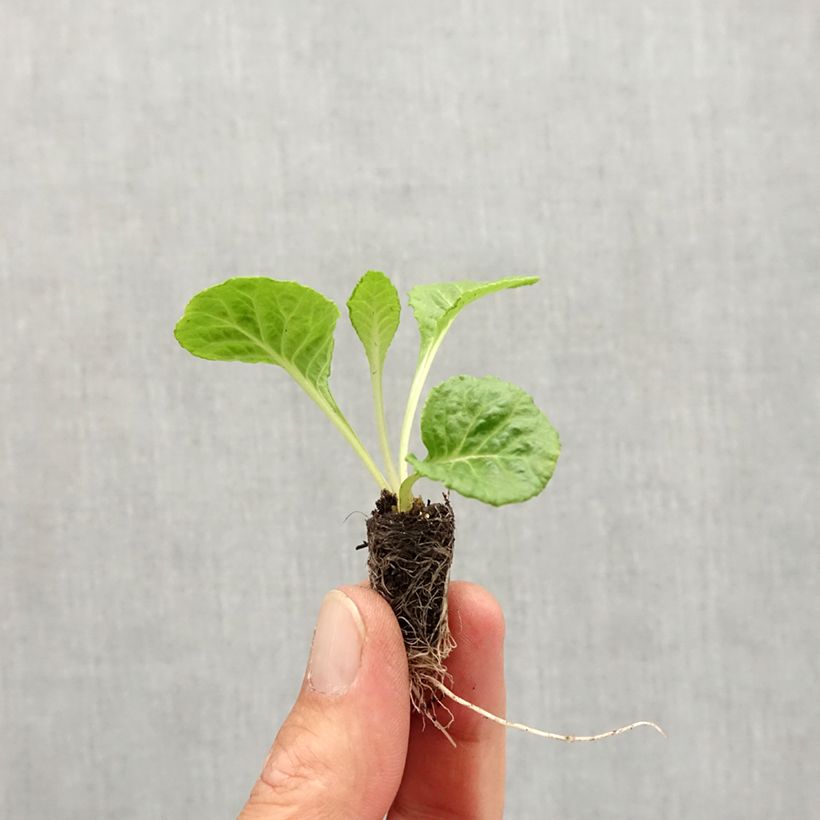 Example of Primula Rosebud F1 Red Shades - Kissenprimel Mini-Plug Ø 1,5/2,5 cm as you get in automne