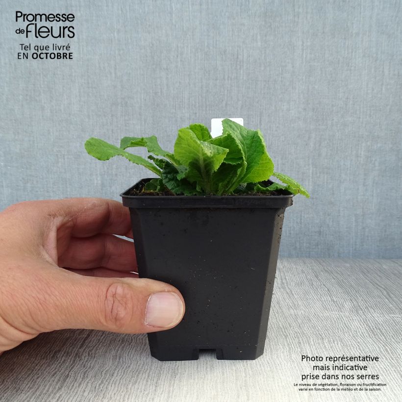 Example of Primula Sweetie - Kissenprimel Kleine Töpfe von 8/9 cm as you get in automne
