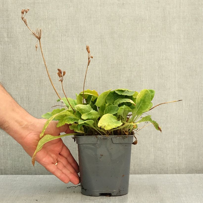 Exemplar von Gelbe Stängellose Schlüsselblume - Primula vulgaris Topf mit 2L/3L wie im Sommer geliefert