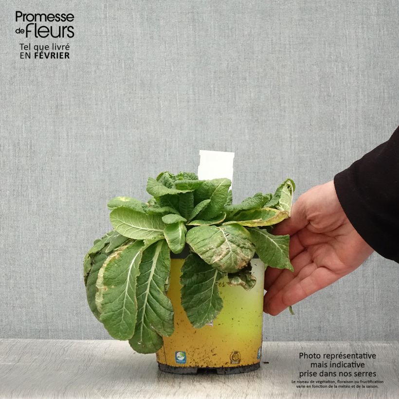 Example of Gelbe Stängellose Schlüsselblume - Primula vulgaris Topf mit 2L/3L as you get in hiver