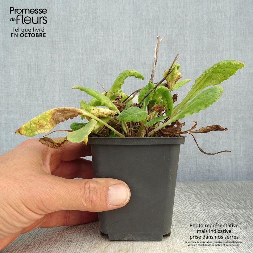 Example of Primula veris - Primel Kleine Töpfe von 8/9 cm as you get in automne