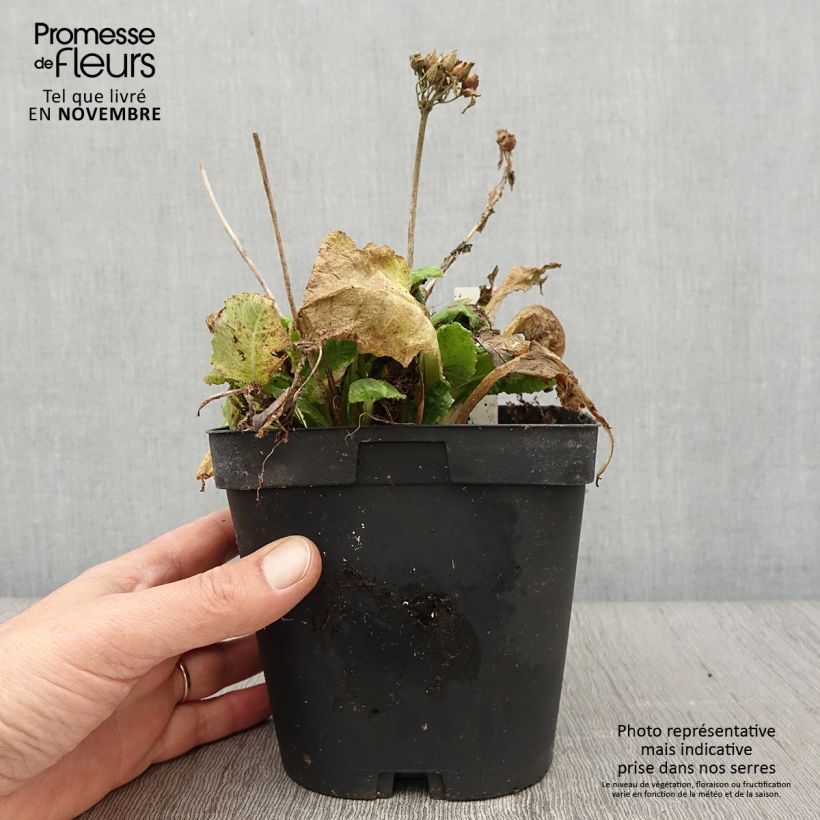 Example of Primula veris - Primel Topf mit 2L/3L as you get in automne