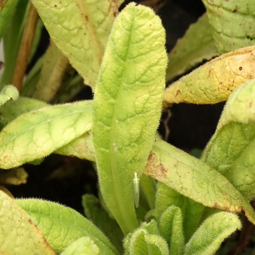 Primula vialii Alison Holland - Primel (Foliage)