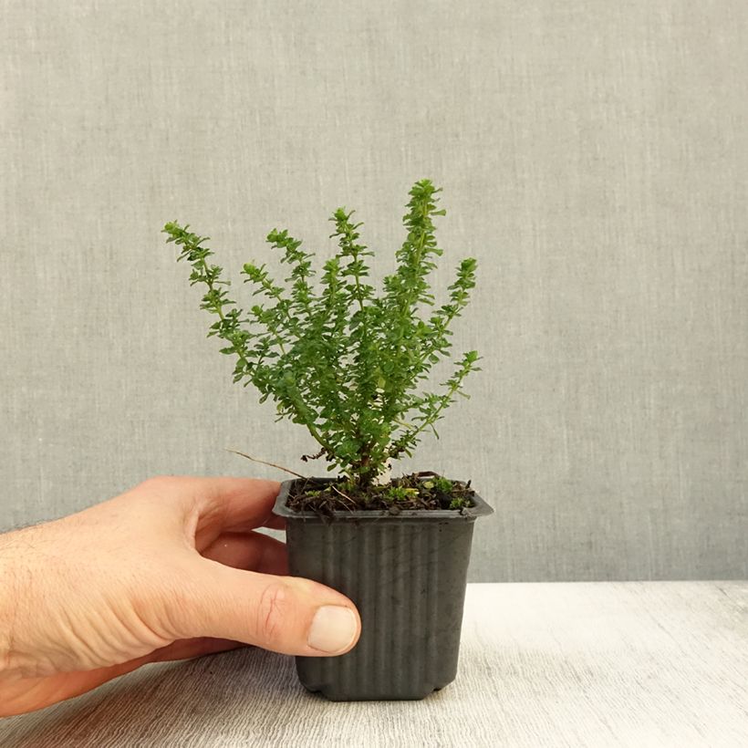 Example of Prostanthera cuneata - Minzbusch Kleine Töpfe von 8/9 cm as you get in automne