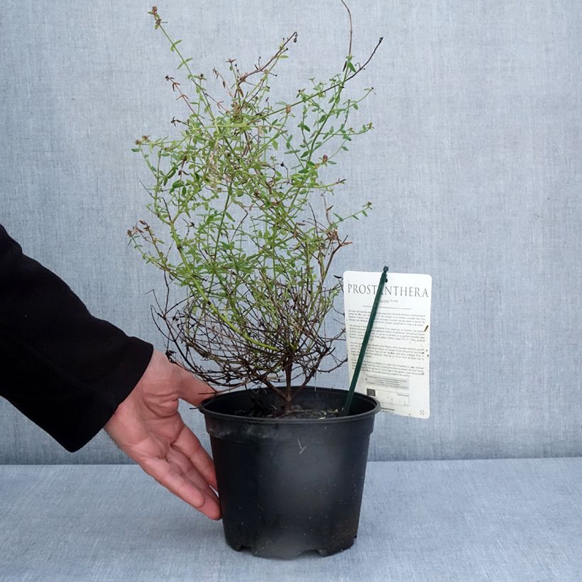 Exemplar von Prostanthera rotundifolia Rosetta - Minzbusch Topf mit 2L/3L wie im Frühjahr geliefert