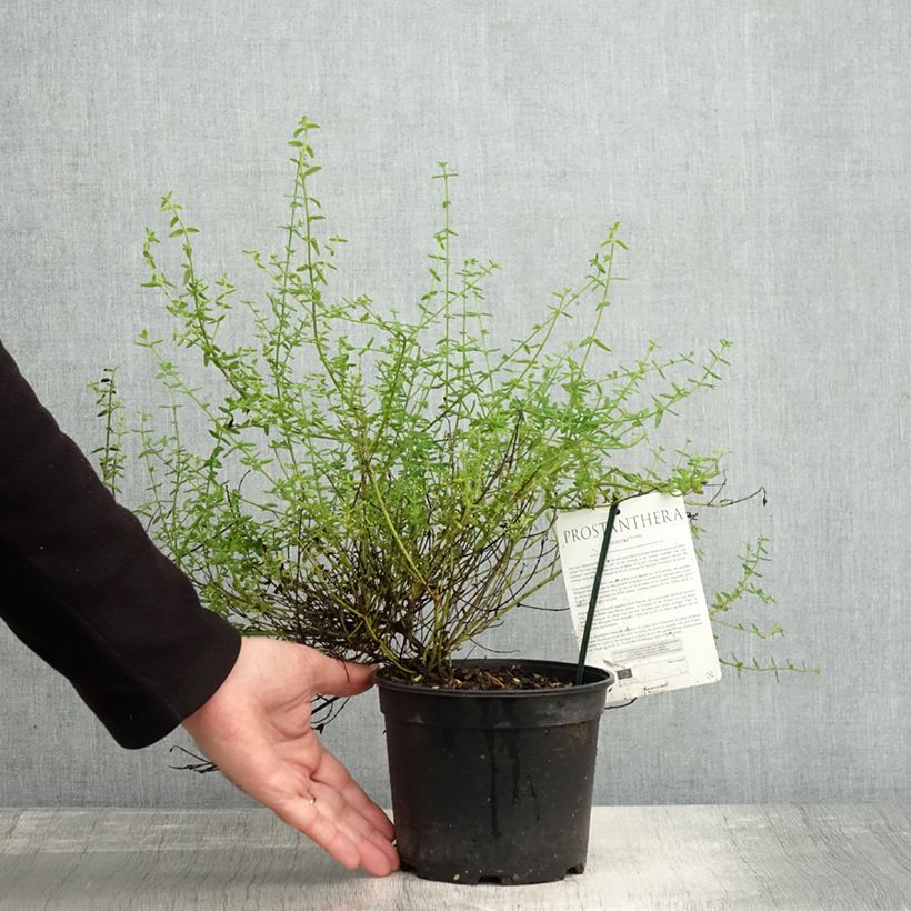 Example of Prostanthera rotundifolia Rosetta - Minzbusch Topf mit 2L/3L as you get in automne