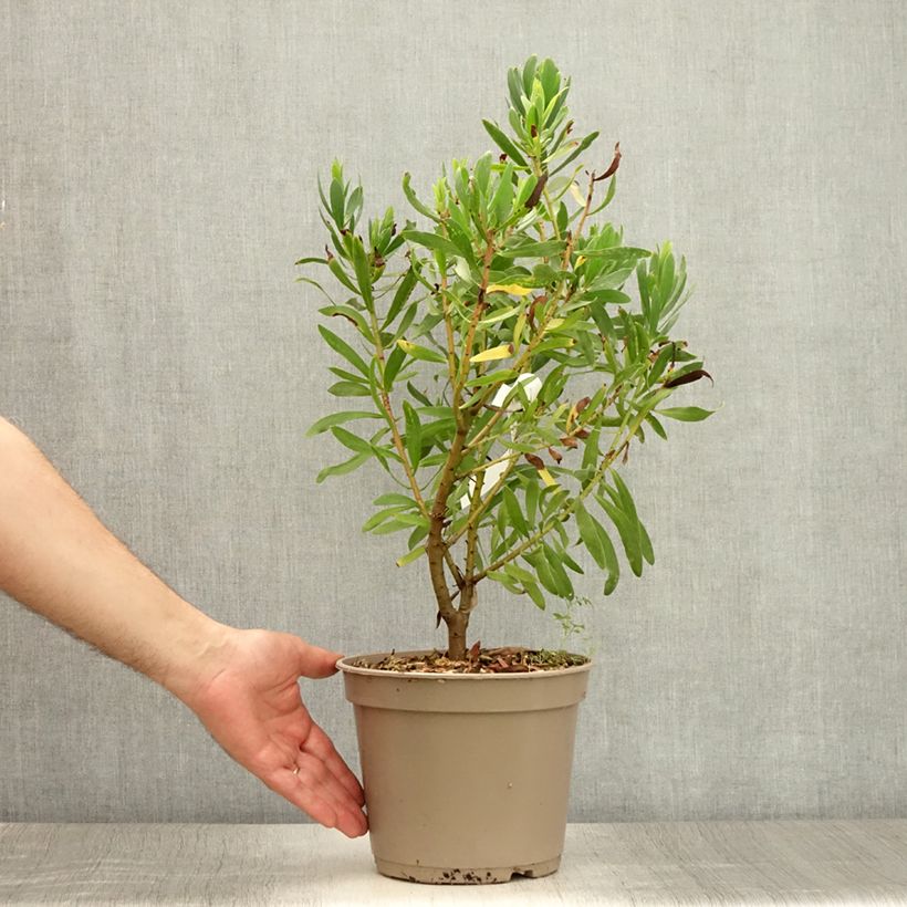 Exemplar von Protea Clark's Red Topf mit 4L/5L wie im Sommer geliefert