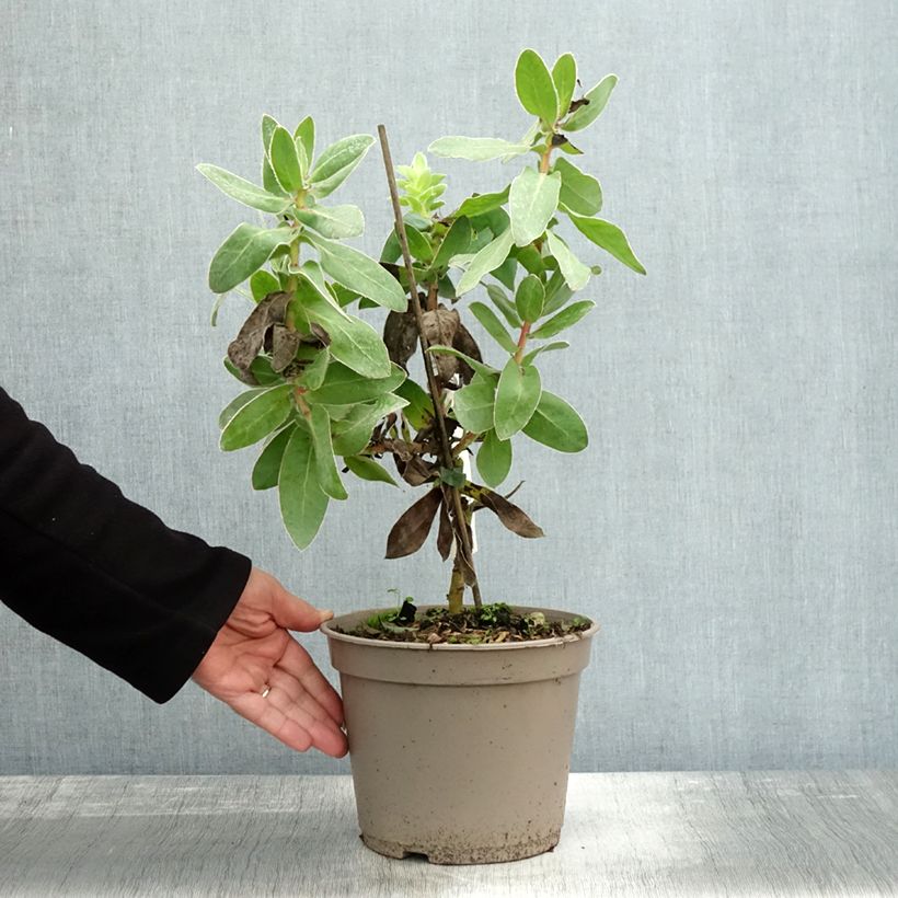 Example of Protea eximia Topf mit 3L/4L as you get in automne