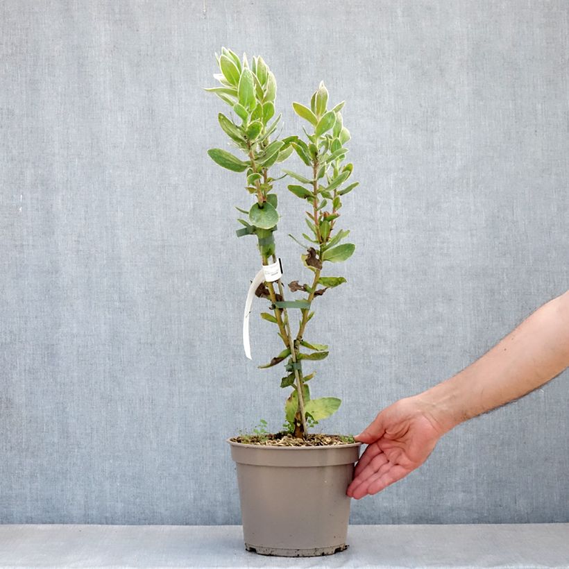 Exemplar von Protea eximia Topf mit 3L/4L wie im Frühjahr geliefert
