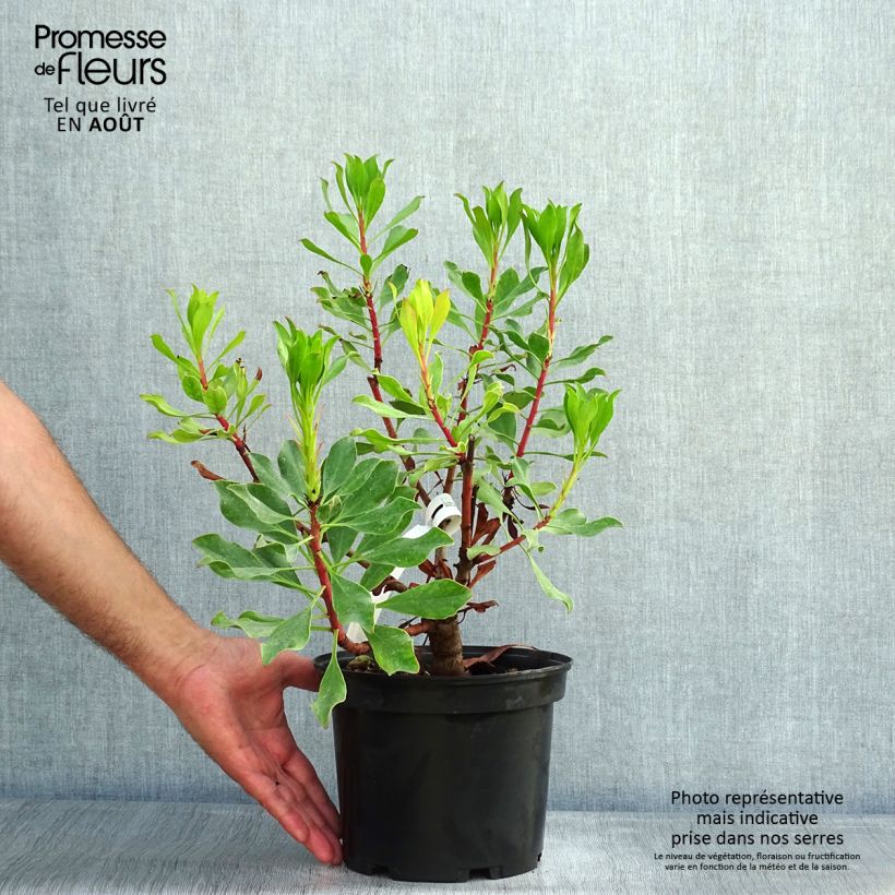 Exemplar von Protea Pink Crown Topf mit 4L/5L wie im Sommer geliefert