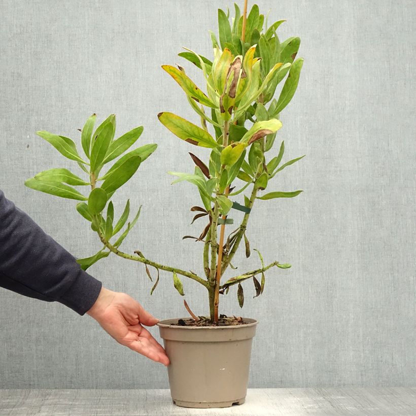 Example of Protea Susara Topf mit 4L/5L as you get in printemps