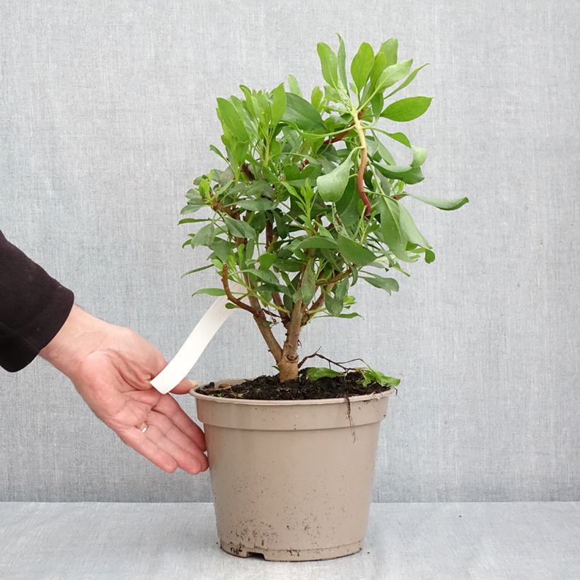 Exemplar von Protea cynaroides Topf mit 4L/5L wie im Herbst geliefert