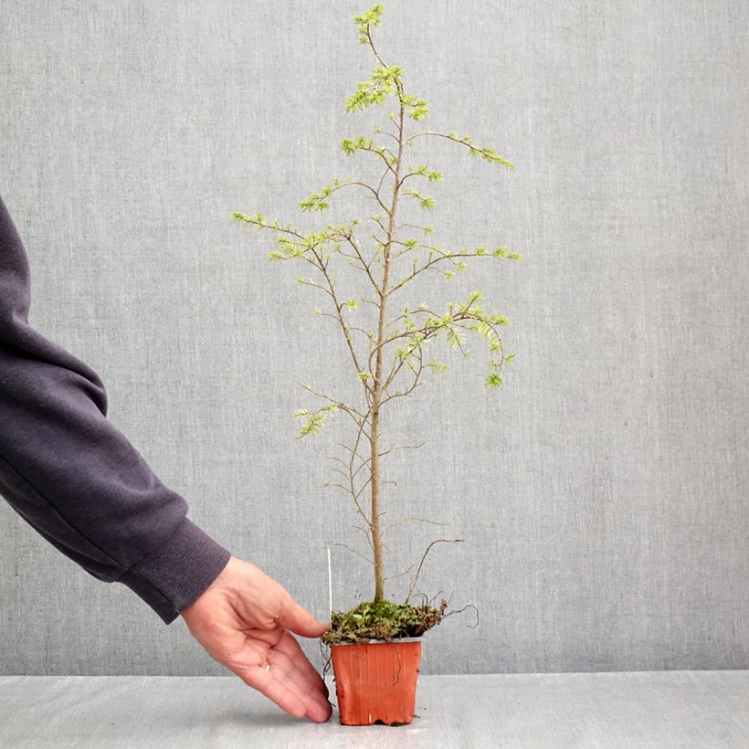 Exemplar von Tsuga heterophylla - Hemlockstanne Kleine Töpfe von 8/9 cm wie im Herbst geliefert