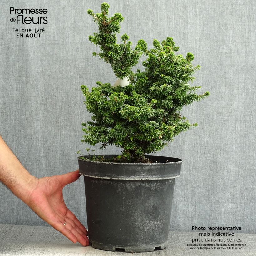 Example of Tsuga canadensis Jervis - Hemlockstanne Topf mit 7,5L/10L as you get in ete