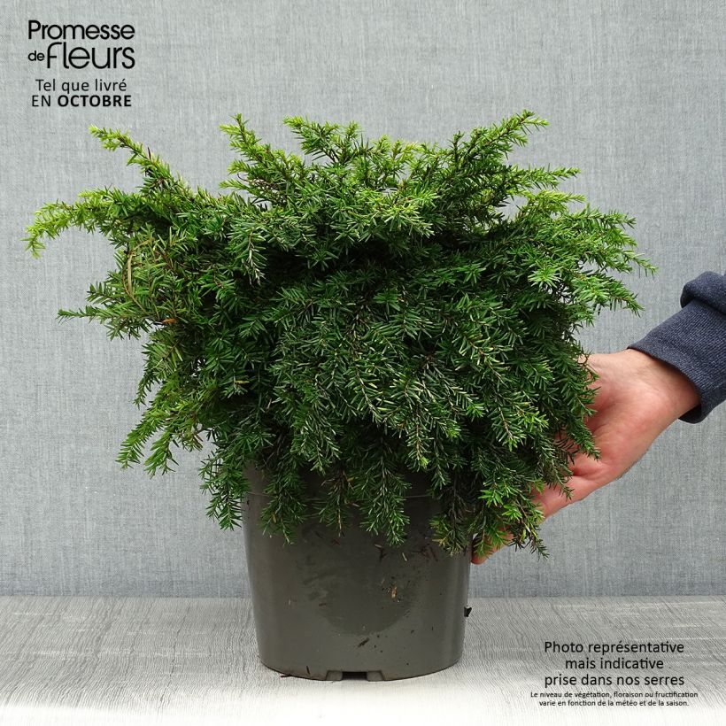 Example of Tsuga canadensis Nana - Hemlockstanne Topf mit 3L/4L as you get in automne