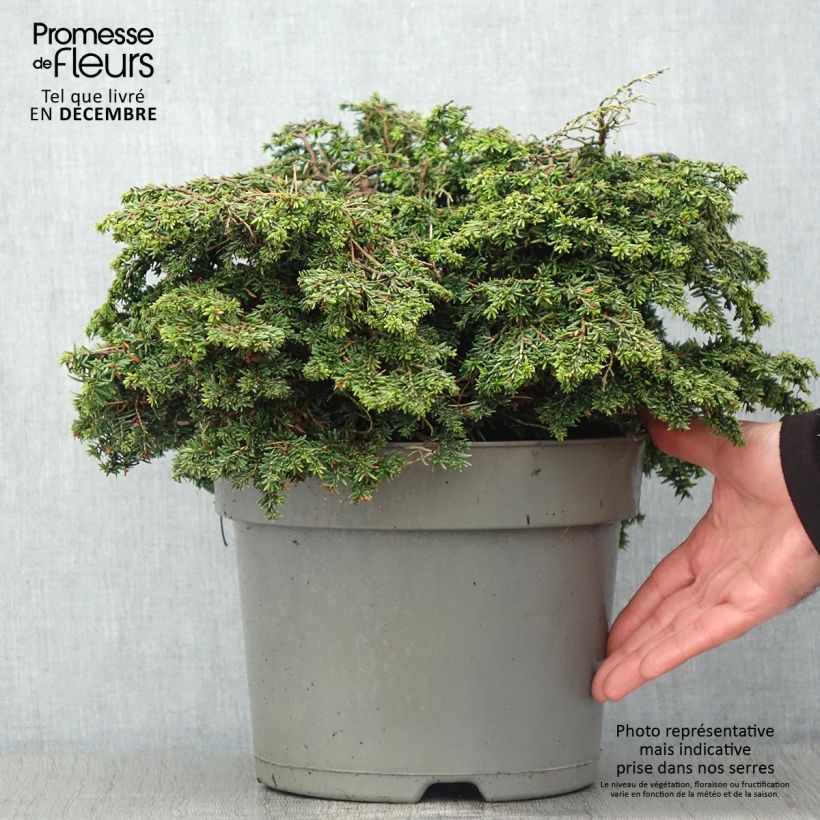 Example of Tsuga canadensis Popeleski - Hemlockstanne Topf mit 7,5L/10L as you get in automne
