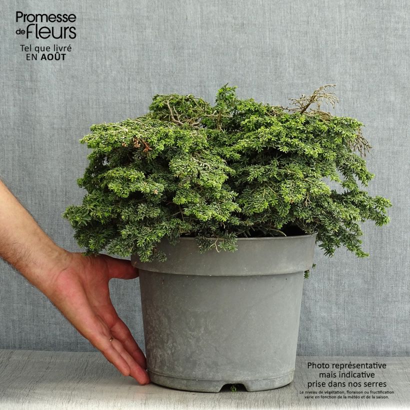 Exemplar von Tsuga canadensis Popeleski - Hemlockstanne Topf mit 7,5L/10L wie im Sommer geliefert
