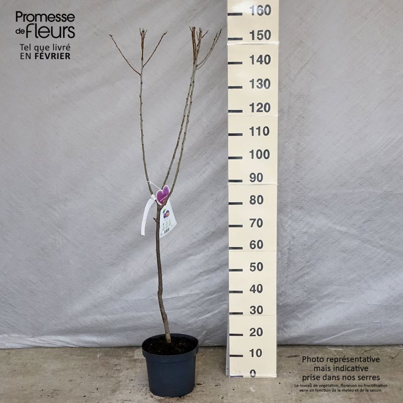 Exemplar von Pflaume Hauszwetsche - Prunus domestica Topf mit 7,5L/10L, Gobelet-Form wie im Winter geliefert