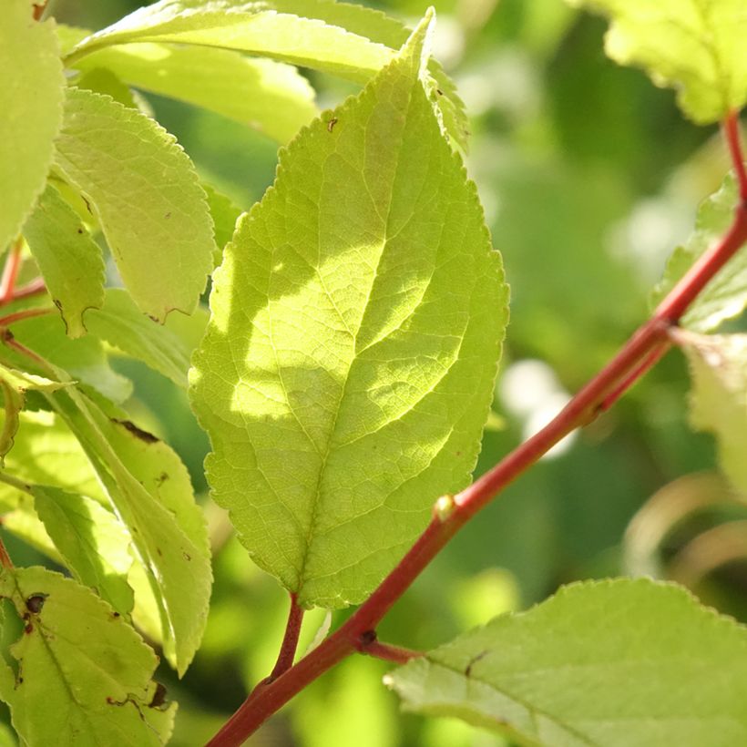 Pflaume Hauszwetsche - Prunus domestica (Foliage)