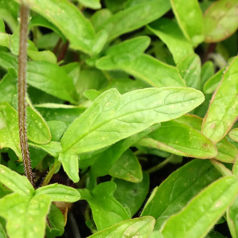 Großblütige Braunelle Altenberg Rosa - Prunella grandiflora (Laub)