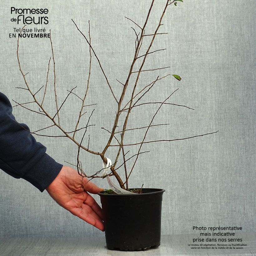 Example of Schlehe - Prunus spinosa Topf mit 2L/3L as you get in automne
