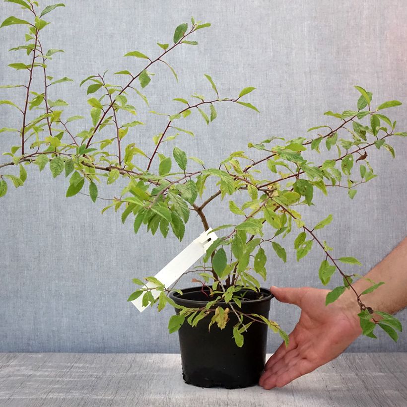 Exemplar von Schlehe - Prunus spinosa Topf mit 2L/3L wie im Sommer geliefert