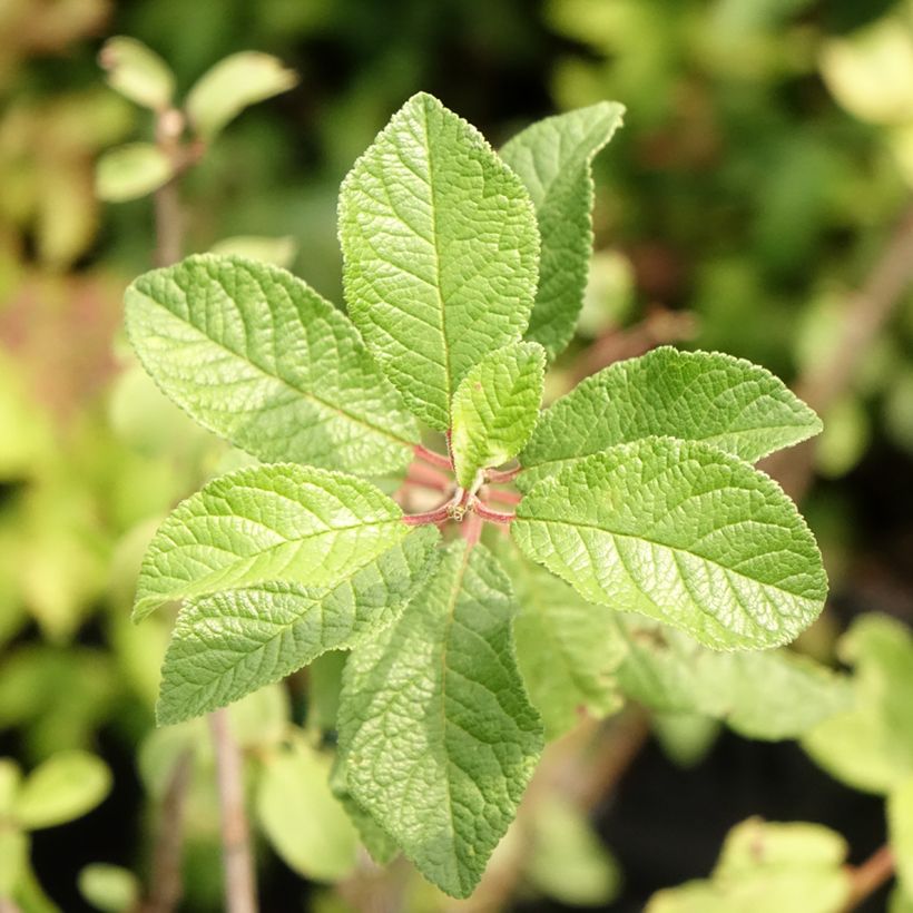 Schlehe - Prunus spinosa (Foliage)