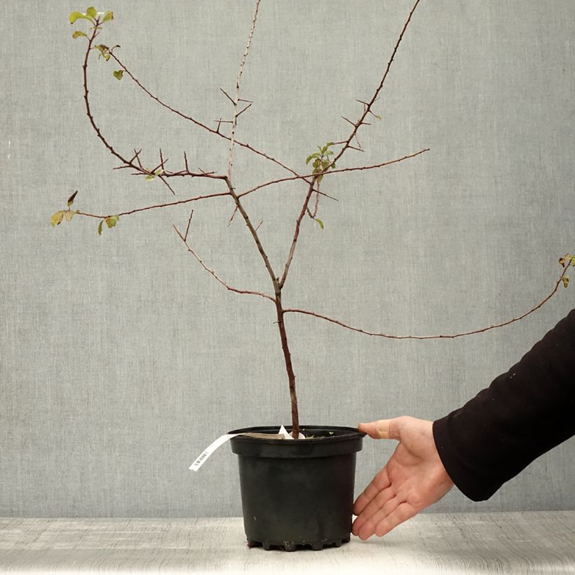 Example of Schlehe - Prunus spinosa Topf mit 3L/4L as you get in automne