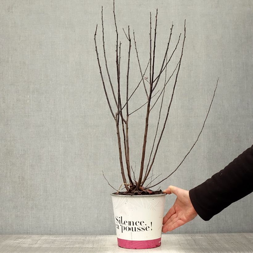 Example of Kirsch-Pflaume Nigra - Prunus cerasifera Topf mit 3L/4L as you get in automne