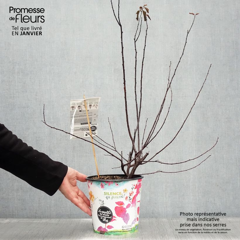 Exemplar von Kirsch-Pflaume Nigra - Prunus cerasifera Topf mit 3L/4L wie im Winter geliefert