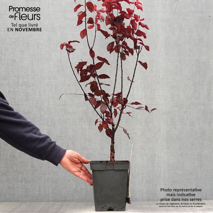 Example of Kirsch-Pflaume Nigra - Prunus cerasifera Topf mit 4L/5L as you get in automne