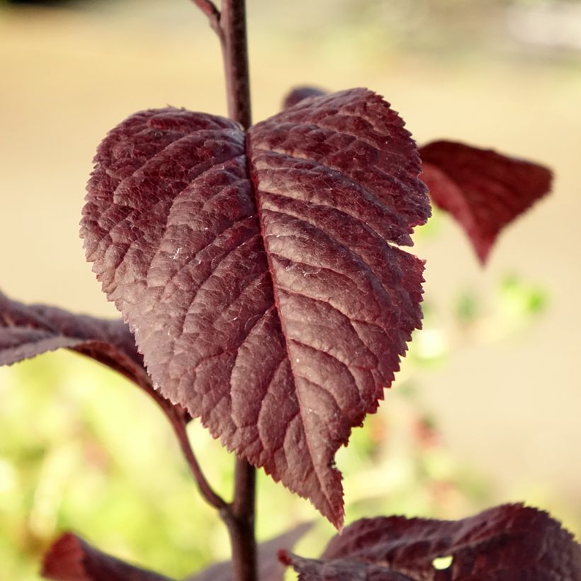 Kirsch-Pflaume Nigra - Prunus cerasifera (Foliage)