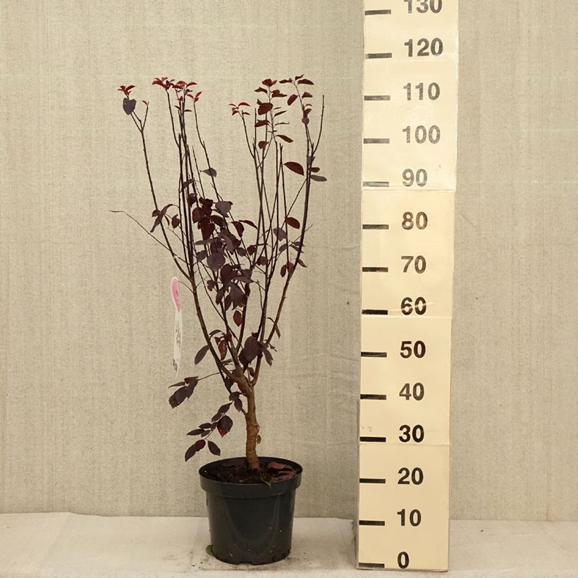 Example of Kirsch-Pflaume Nigra - Prunus cerasifera Topf mit 7,5L/10L as you get in automne